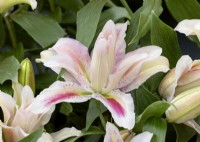 Lilium Oriental Hybrid, summer August
