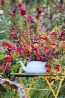 Autumnal bouquet in enamel teapot containing guelder rose and common larch.