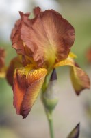 Historic Tall Bearded Iris 'Sunset Blaze'. Hybridizer: Rudolph Kleinsorge, 1948) 