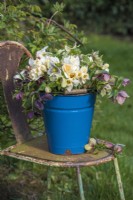 Mixed Helleborus orientalis and white and apricot Narcissus displayed in blue enamel bucket on rusty chair