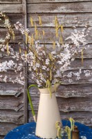 Prunus spinosa blossom and Salix catkins displayed in cream enamel jug