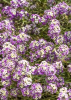 Lobularia maritima Violet Queen, summer August