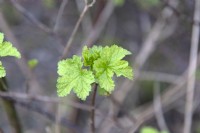 Ribes rubrum, redcurrant spring foliage. 