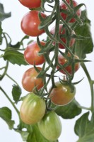 Solanum lycopersicum  'Pink Grape'  Cherry tomatoes  Ripening fruit  Syn. Lycopersicon esculentum  August