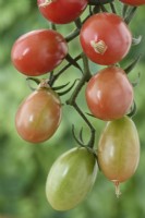 Solanum lycopersicum  'Pink Grape'  Cherry tomatoes  Syn. Lycopersicon esculentum  Ripening fruit  August