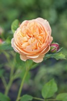 Rosa 'Belle de Jour'- June 