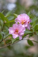 Camellia x williamsii 'Galaxie' - March 