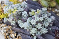 Sedum spathulifolium 'Cape Blanco', spoon-leaved stonecrop, an evergreen perennial succulent with fleshy, grey green leaves growing in a crevice garden.