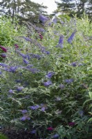 Buddleja davidii 'Summerhouse Blue', butterfly bush, flowering from July.