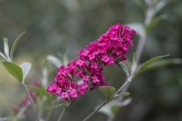 Buddleja 'Prince Charming', butterfly bush, flowering from July.