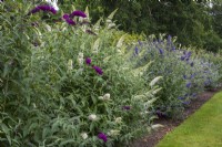 National Collection of Buddleja displayed in long border.  Left to right:  white B. davidii 'Darent Valley' and 'Shire Blue'.