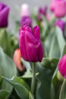 Tulipa 'Passio glossy' tulip
