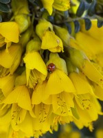 Sophora tetraptera - Kowhai in flower with Ladybird  Mid march Norfolk