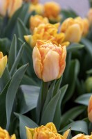 Tulipa 'Foxy foxtrot' tulip 