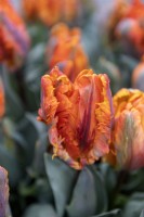 Tulipa 'Irene parrot' tulip 