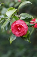 Camellia japonica 'Lavinia Maggi Rosea'