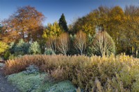Betula 'Grayswood Ghost', Cornus 'Midwinter Fire' and Erica carnea Springwood White in mixed border, November. 