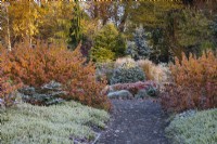Abies procera Glauca Prostrata, Erica carnea Springwood and Cornus sanguinea 'Midwinter Fire' in mixed borders, Bressingham Gardens. 