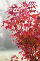 Acer rubrum 'Brandywine', Tree, October. 
