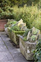 Crevice gardens in stone troughs at John Masseyy's garden in October.