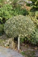 Lollipop of variegated holly in October.