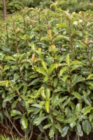 Photinia serratifolia Crunchy, spring May