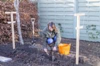 Woman planting bare root raspberries in shallow trench after dunking the roots in the rootgrow solution