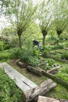 Woman working under the willows in the garden with raised beds and tree trunks.