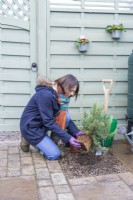 Woman planting rosemary shrub