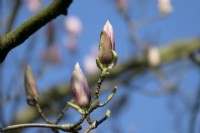 Magnolia soulangeana 'Alexandrina'
