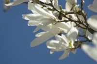 Magnolia soulangeana 'Suishoren'