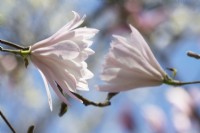 Magnolia stellata 'Shi Banchi Rosea'