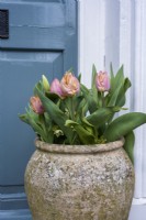 Apricot Tulipa in terracotta pot by front door