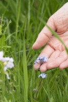 A hand touching a Forget-me-not flower in a meadow.