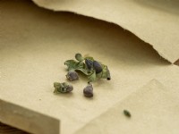 Cerinthe major 'Purpurascens' seeds stored over winter in brown envelope