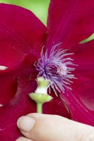 Pollination takes place between the style of the clematis female flower and a male partner plant.