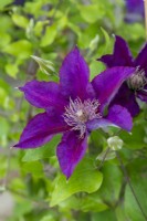 Clematis 'Picardy' bears many burgundy coloured flowers, a compact plant that suits hanging baskets where it can be cut back after first flowering, and if fed and watered, will flower again.