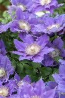 Clematis 'Bijou' is a mound-forming compact clematis reaching just 60cm with a mass of blue violet flowers.