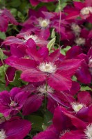 Clematis 'Rebecca', a vibrant red clematis named after Raymond Evison's oldest daughter. Flowers from early summer until early autumn.