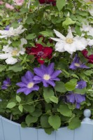A tall container is planted with three different clematis: Clematis 'Nubia', C. 'Diana's Delight' and C. 'Ice Blue'.
