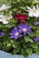 A tall container is planted with three different clematis: Clematis 'Nubia', C. 'Diana's Delight' and C. 'Ice Blue'.