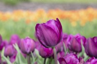 Tulipa 'Negrita' - Triumph tulip