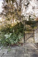 Garrya elliptica frames a gate at Cotswold Farm Gardens in February.