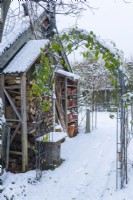 Snow covered rose arch beside log store and wooden shelves for antique terracotta flowerpots built onto outbuilding. December