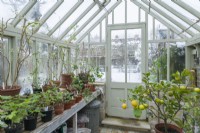 Inside a heated Victorian style timber greenhouse with pelargonium cuttings on the bench and a lemon tree being overwintered. December.