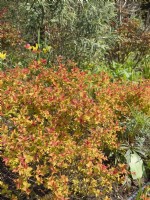 Spiraea 'Tracy' - colourful emergent leaves
