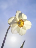 Narcissus poeticus var. recurvus - Old Pheasant's Eye