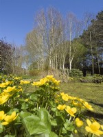 Betula - Silver birch trees with Caltha palustris - Kingcup, Marsh marigold in foreground