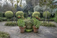 Buxus topiary balls in the well garden at Winterbourne Botanic Garden - April