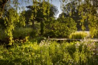 Bog garden under weeping willow in early sunlight, with boardwalk and 12th century moat in the background. Featuring Trollius europaeus, and sweet rocket Hesperis matronalis.